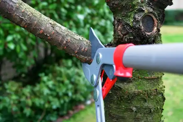 tree services Cannon Beach